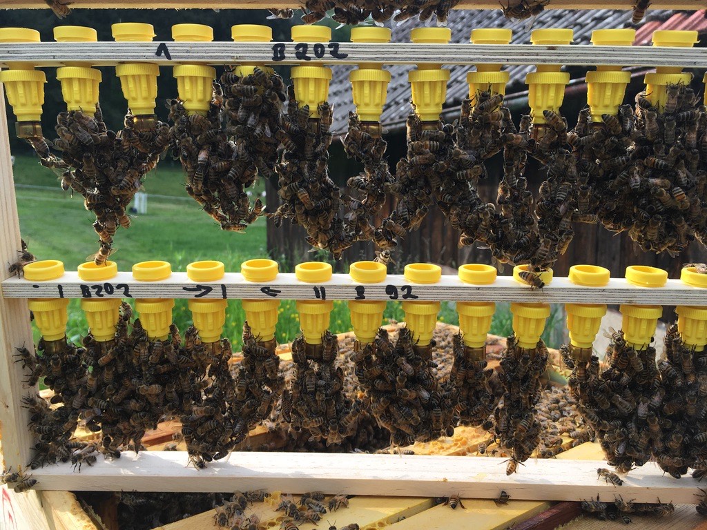 Unsere Bienen an den Waben
