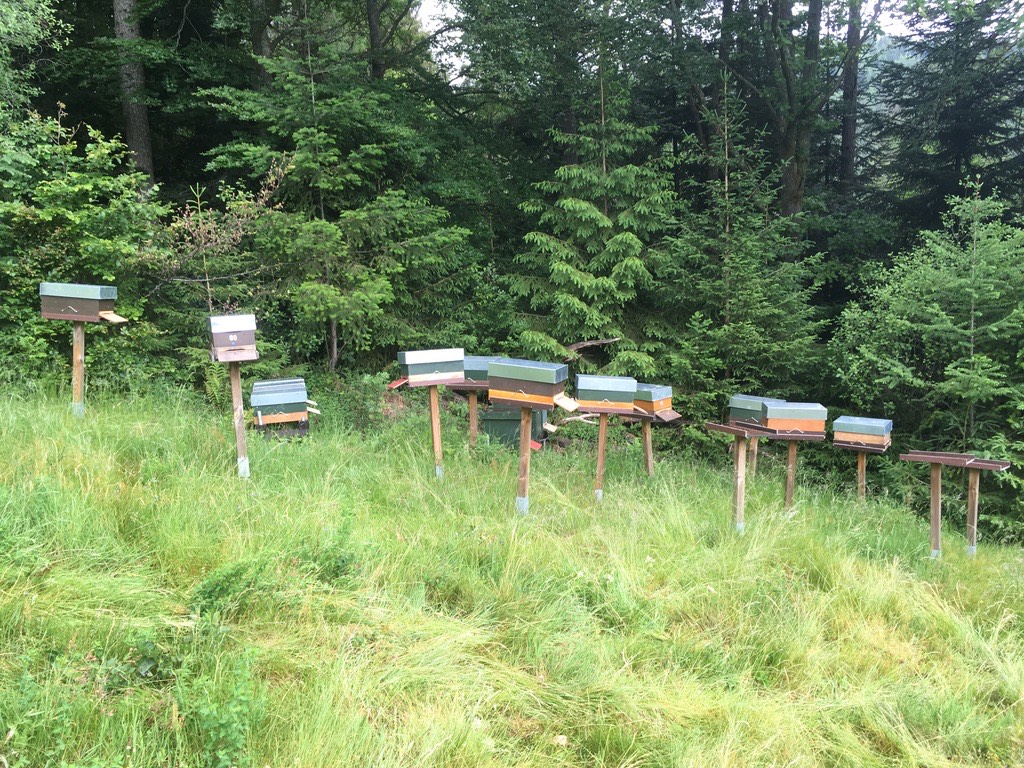 Bienenstand in der Waldlichtung