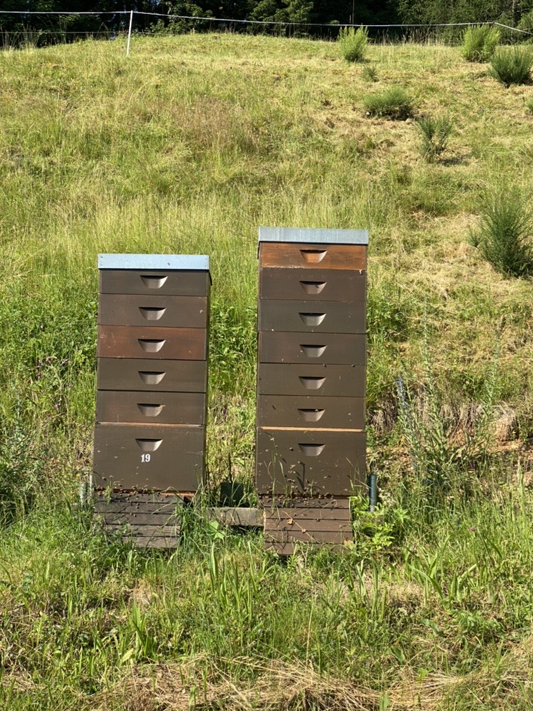 Bienenbeuten auf der Bergwiese