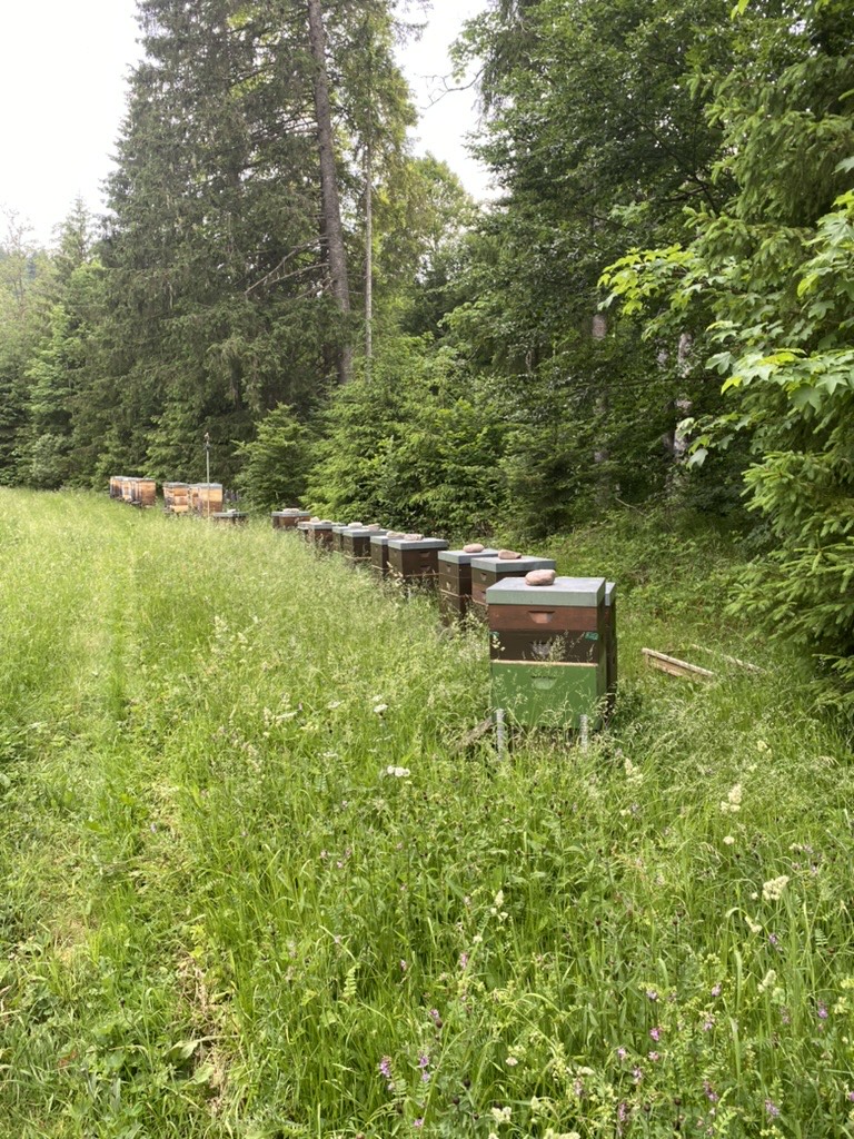 Bienenvölker am Waldrand