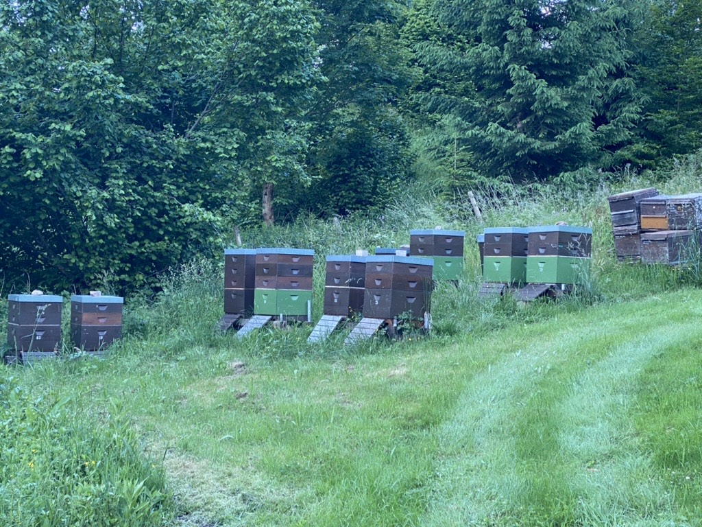 Bienenstand am Schwarzwaldhang