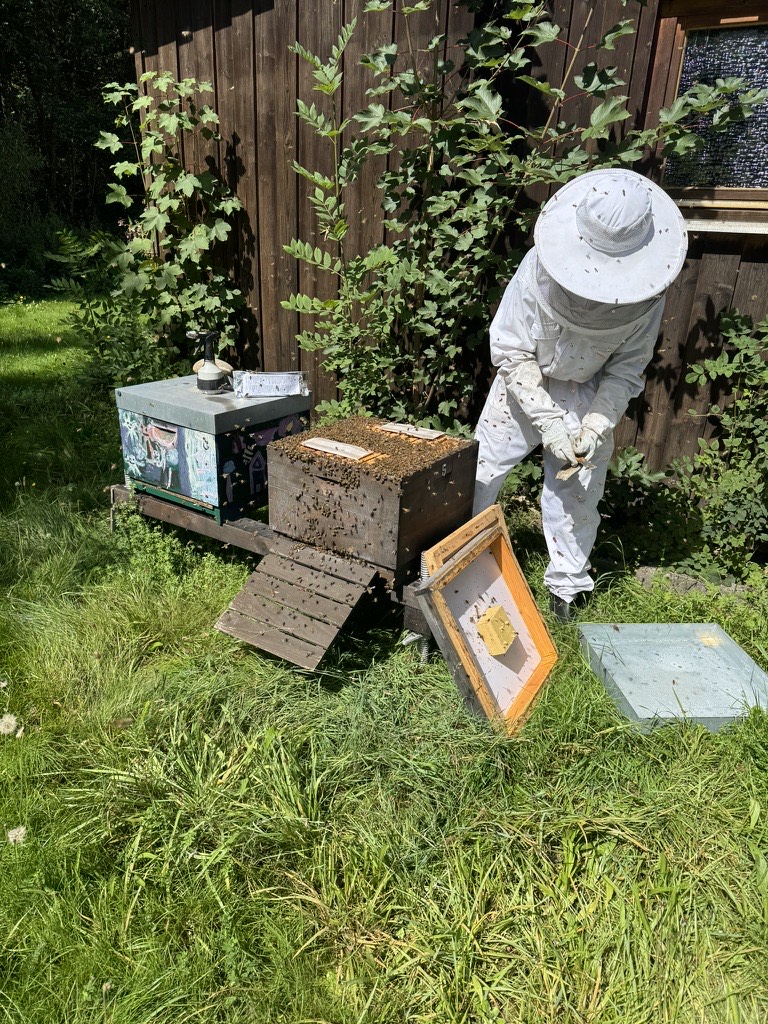 Imker bei der Arbeit am Bienenstock im Schwarzwald