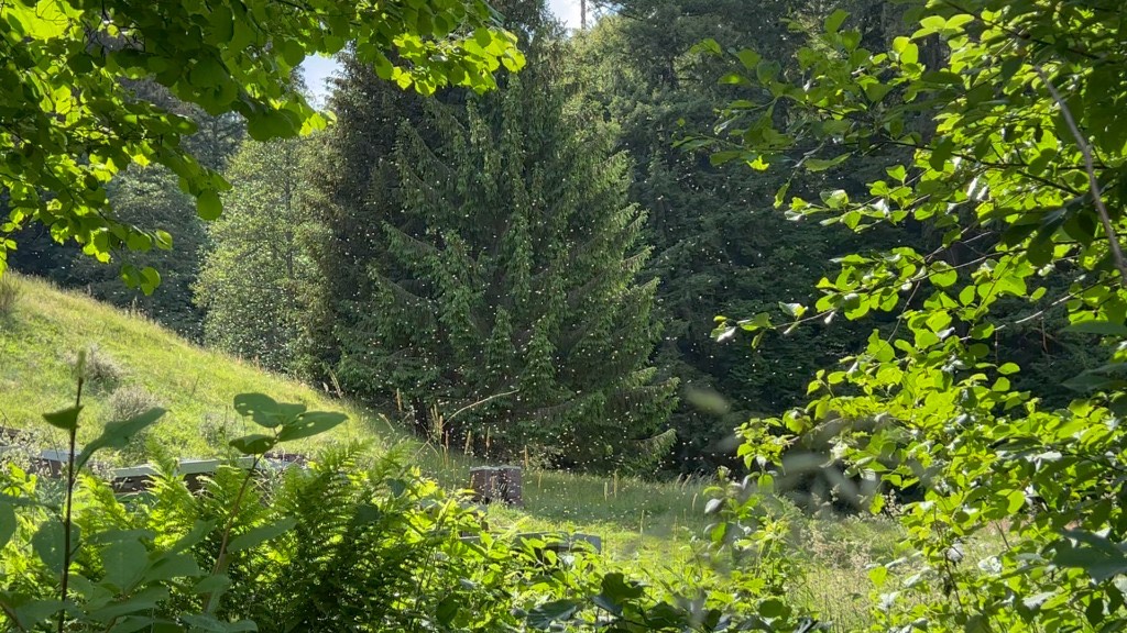 Bienenflug im Sonnenlicht
